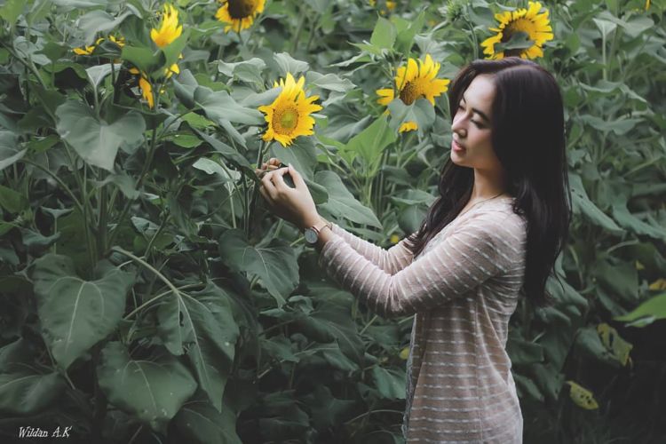 Sunflower Garden, Destinasi Kebun Bunga Matahari yang Hits di Kediri. Instagramable Banget Deh!