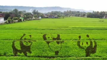 Sawah Kreasi Jogja, Destinasi Instagramable dengan Aneka Gambar Lucu di Sawah. Unyu Banget Sih!