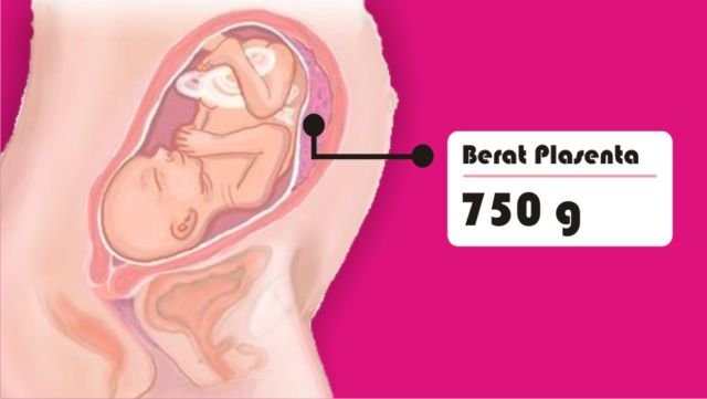 8 Asal Muasal Penambahan Berat Badan Ibu Hamil. Penasaran kan Kenapa Bisa Naik Belasan Kilo?