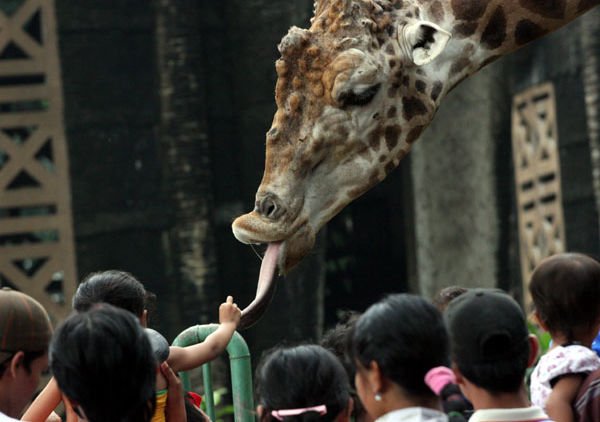 Aktivitas Seru dan Populer di Gembira Loka Zoo Yogyakarta