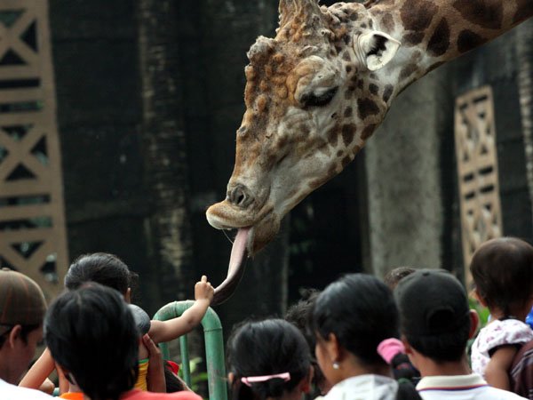 Aktivitas Seru dan Populer di Gembira Loka Zoo Yogyakarta