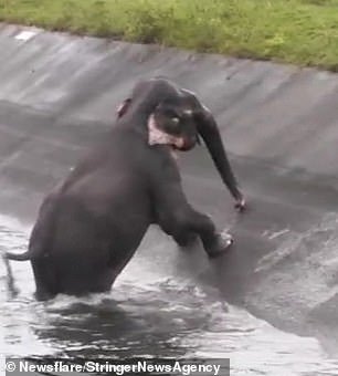 Seekor Anak Gajah Terjebak di Sungai, Warga Gotong Royong Menolongnya. Videonya Bikin Deg-Degan!