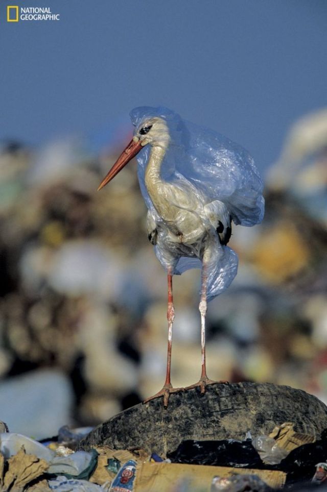 Hewan Makin Sering Tertipu Anggap Plastik Itu Makanan. Kalau Tahu Alasannya, Kamu Akan Miris Sendiri