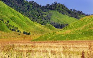 Bukit Savana Bromo