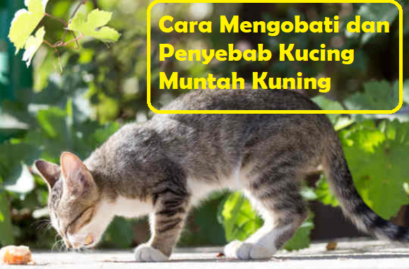 Penyebab Kucing Muntah Kuning dan Cara Mengobatinya