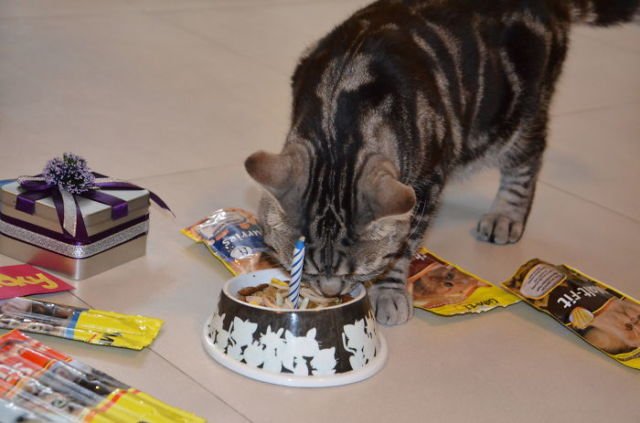 Tiup Lilin Sampai Makan Kue Tar, Begini Meriahnya Pesta Ulang Tahun ala Kucing. Lucu Banget sih!!!