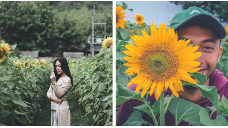 Sunflower Garden, Destinasi Kebun Bunga Matahari yang Hits di Kediri. Instagramable Banget Deh!