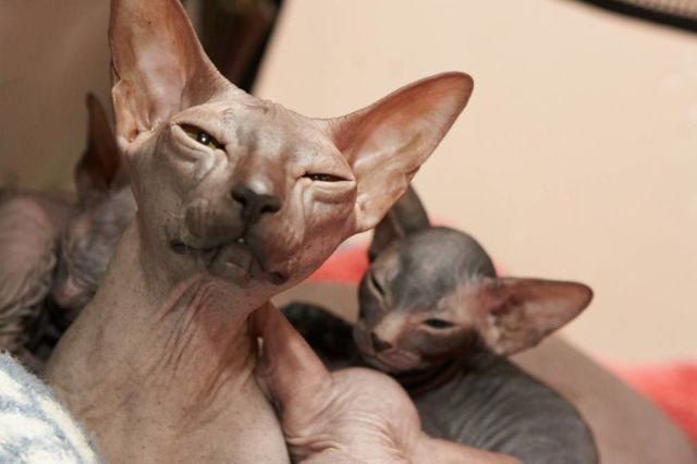 Don Sphynx Cat