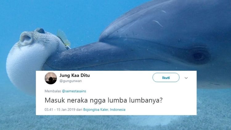 Beredar Video Lumba-lumba Mabuk Karena Ikan Buntal, 14 Tanggapan Warganet ini Selalu Kocak~