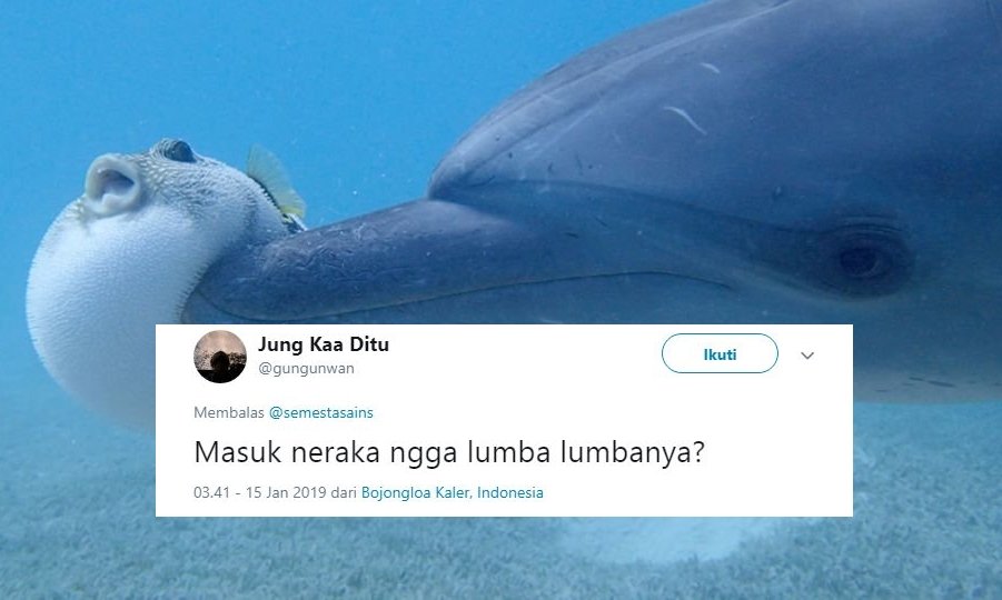 Beredar Video Lumba-lumba Mabuk Karena Ikan Buntal, 14 Tanggapan Warganet ini Selalu Kocak~