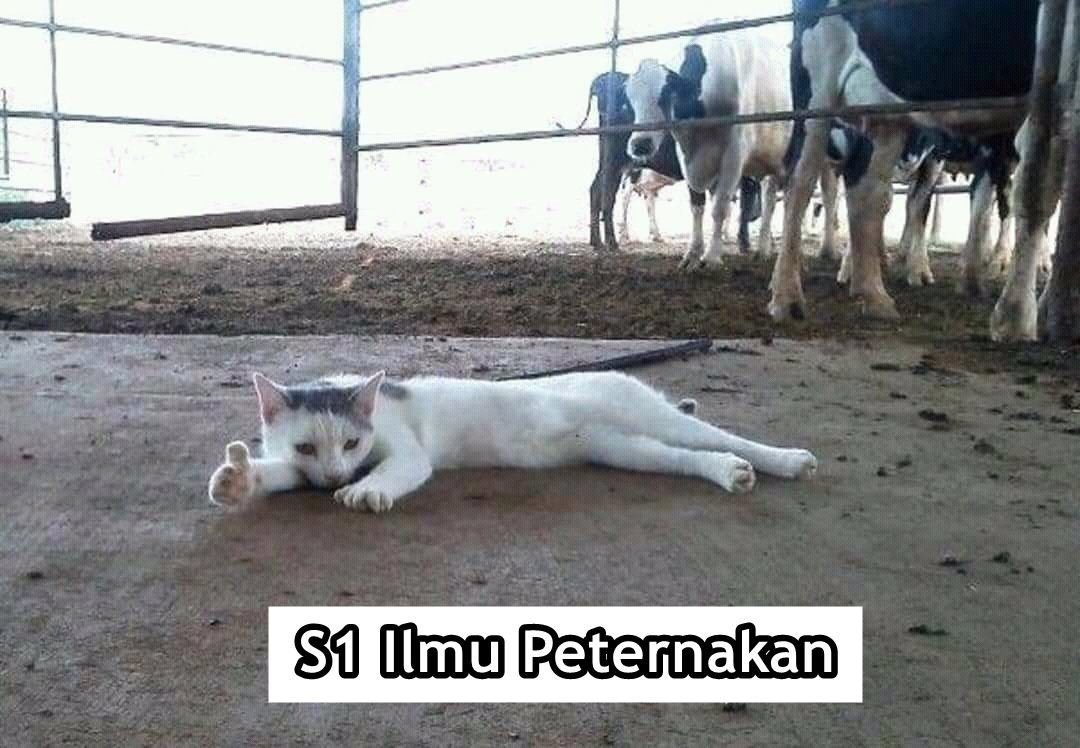 Andai Kucing Bisa Mengenyam Pendidikan, Mungkin ini 15 Jurusan yang Mereka Geluti. Gemes Liatnya!