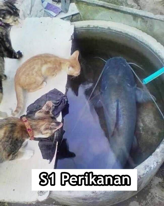 Andai Kucing Bisa Mengenyam Pendidikan, Mungkin ini 15 Jurusan yang Mereka Geluti. Gemes Liatnya!