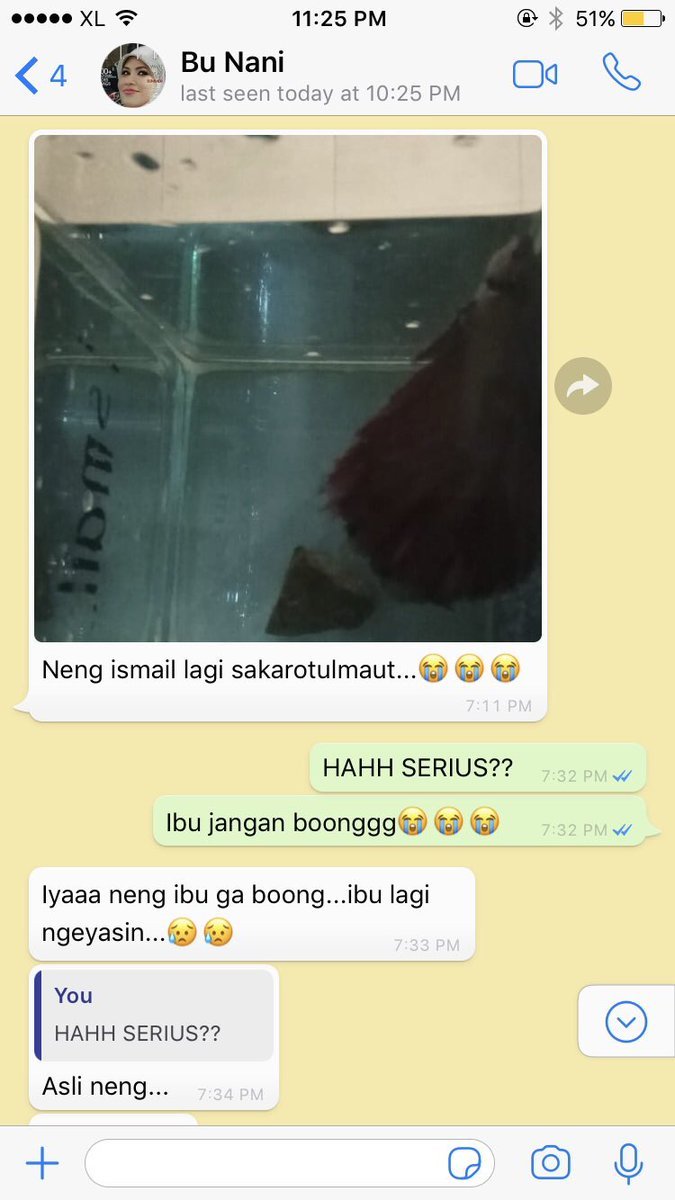 Kabarkan Cupang yang Sekarat, Chat Ibu Kos dan Cewek ini Bukti Level Akrab Mereka Super Mantul!