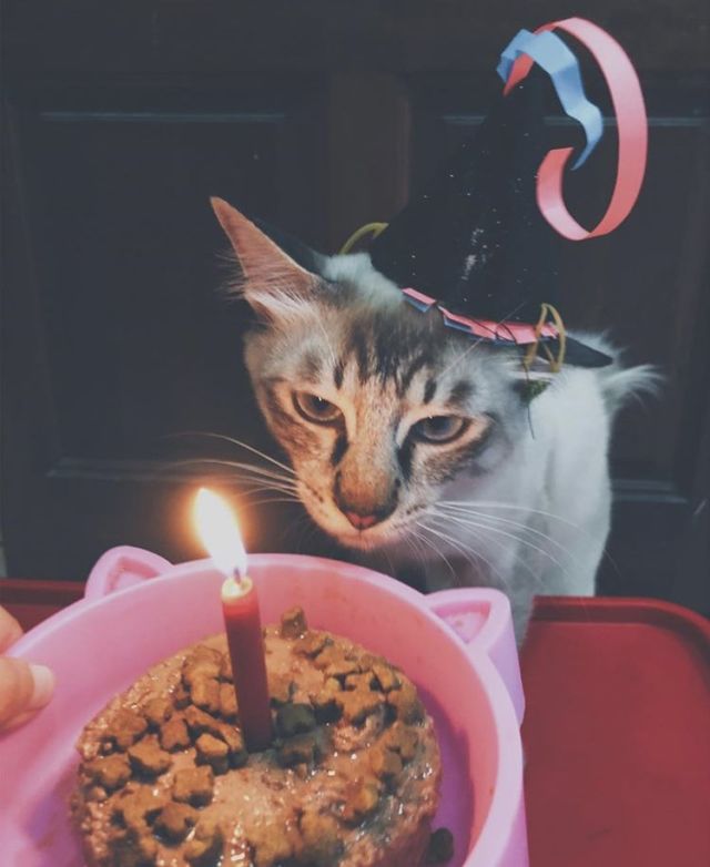 Tiup Lilin Sampai Makan Kue Tar, Begini Meriahnya Pesta Ulang Tahun ala Kucing. Lucu Banget sih!!!