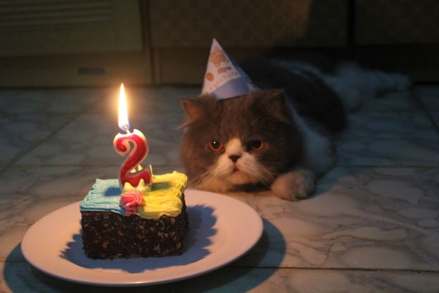 Tiup Lilin Sampai Makan Kue Tar, Begini Meriahnya Pesta Ulang Tahun ala Kucing. Lucu Banget sih!!!