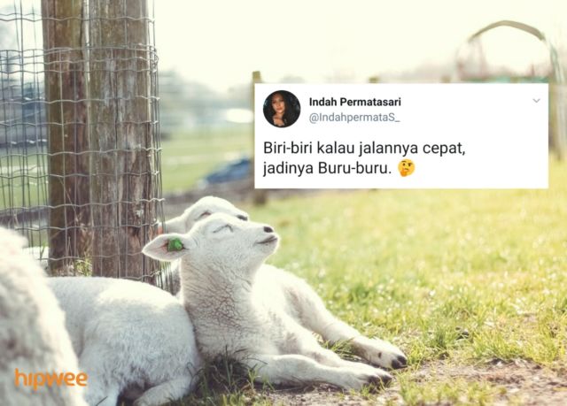 Begini Jadinya Kalau para Binatang ini Dinamai Sesuai dengan Keadaan dan Situasi. Malah Kocak sih!