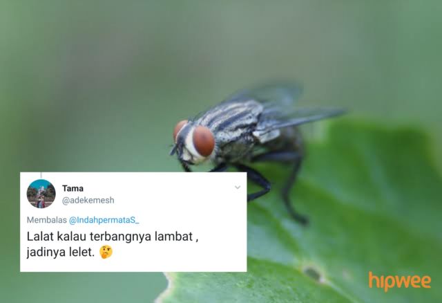 Begini Jadinya Kalau para Binatang ini Dinamai Sesuai dengan Keadaan dan Situasi. Malah Kocak sih!