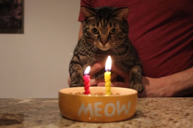 Tiup Lilin Sampai Makan Kue Tar, Begini Meriahnya Pesta Ulang Tahun ala Kucing. Lucu Banget sih!!!