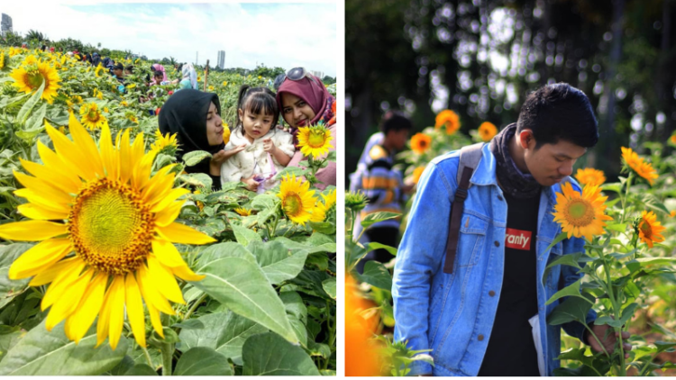 Kebun Bunga Matahari di Tangerang Viral di Media Sosial. Sudahkah Kamu Berkunjung ke Sana?