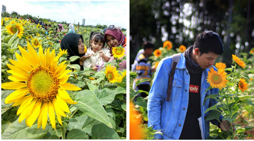 Kebun Bunga Matahari di Tangerang Viral di Media Sosial. Sudahkah Kamu Berkunjung ke Sana?