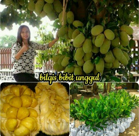 Buah Nangkadak Bilqis bibit unggul