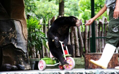 Beruang madu GL Zoo