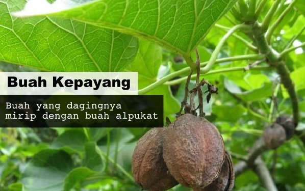 8 Buah Asli Indonesia yang Namanya Masih Jarang Dikenal. Padahal Enak Banget, Ada yang Pernah Coba?