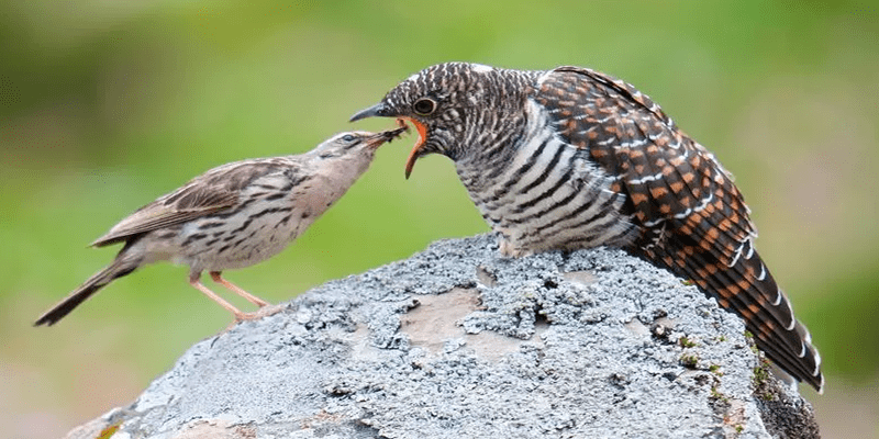 Burung Kedasih, Si Ratu Tega dan Mitos Suaranya yang Menyeramkan