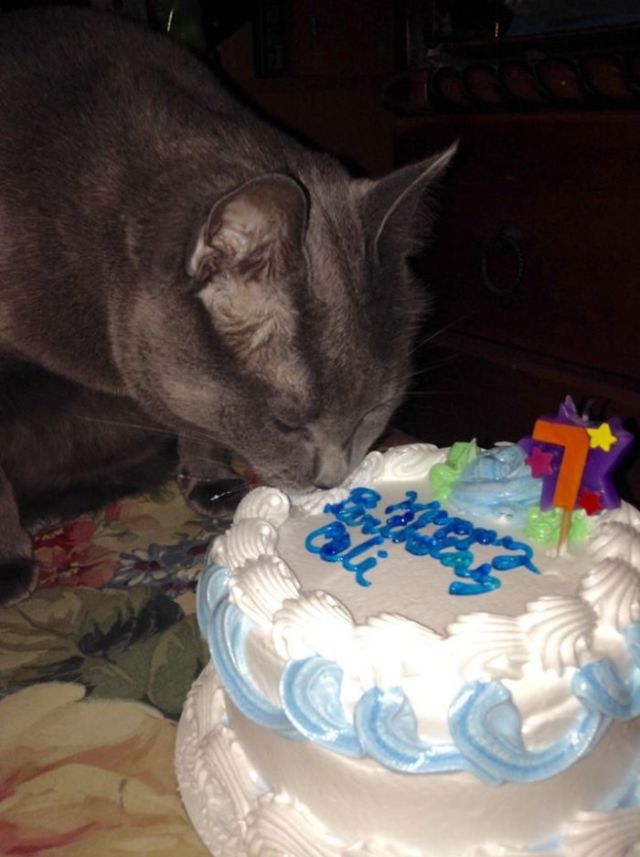 Tiup Lilin Sampai Makan Kue Tar, Begini Meriahnya Pesta Ulang Tahun ala Kucing. Lucu Banget sih!!!