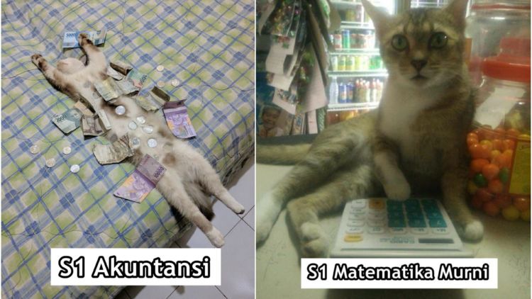 Andai Kucing Bisa Mengenyam Pendidikan, Mungkin ini 15 Jurusan yang Mereka Geluti. Gemes Liatnya!