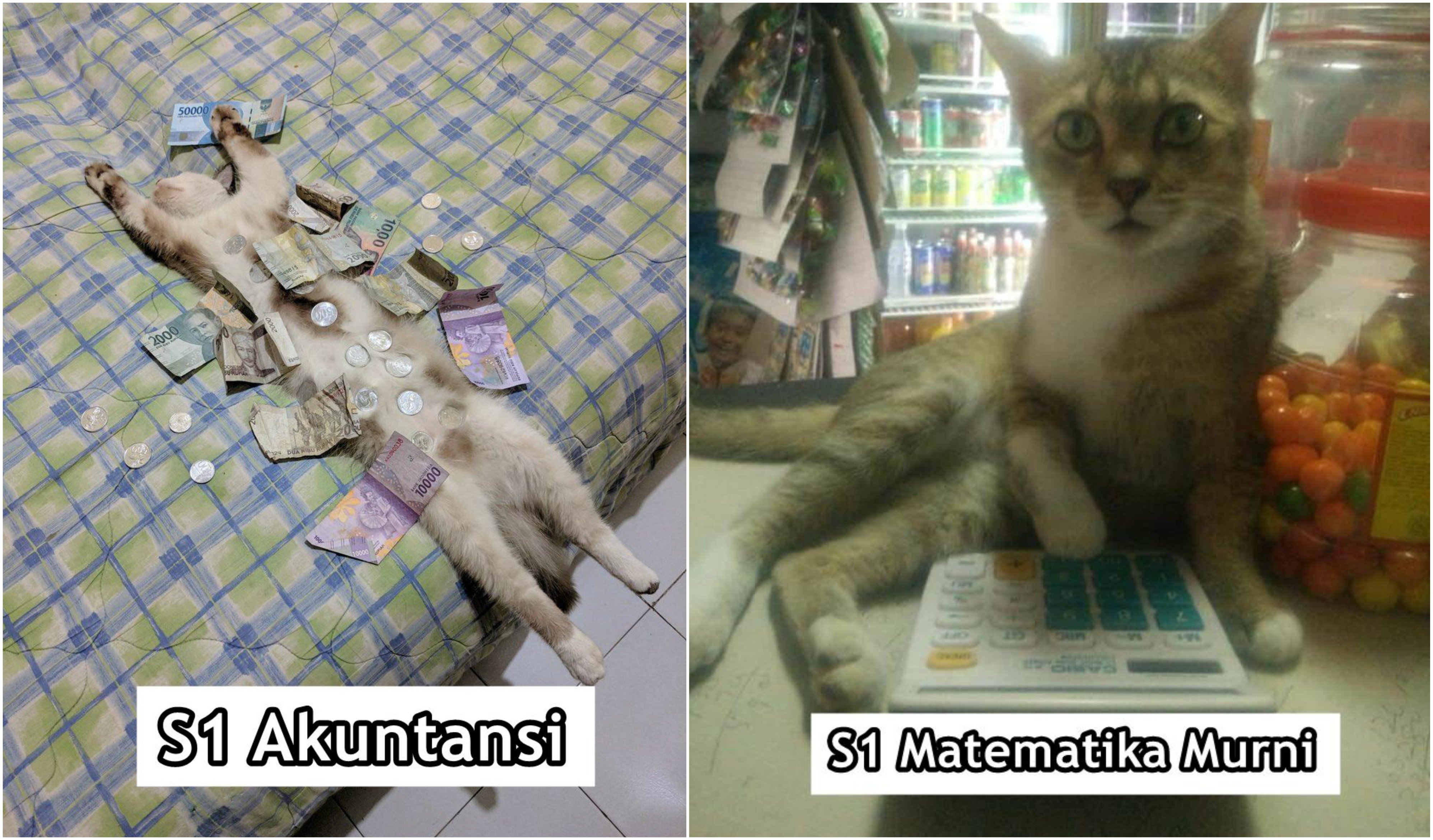 Andai Kucing Bisa Mengenyam Pendidikan, Mungkin ini 15 Jurusan yang Mereka Geluti. Gemes Liatnya!