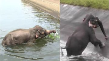 Seekor Anak Gajah Terjebak di Sungai, Warga Gotong Royong Menolongnya. Videonya Bikin Deg-Degan!