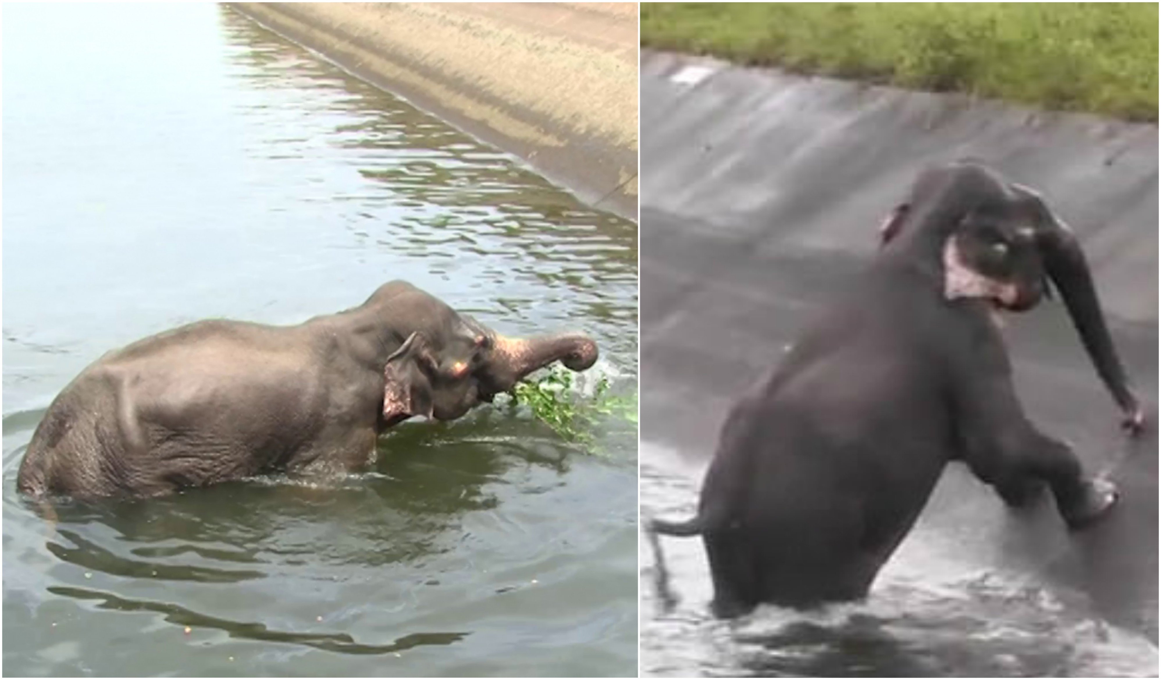 Seekor Anak Gajah Terjebak di Sungai, Warga Gotong Royong Menolongnya. Videonya Bikin Deg-Degan!