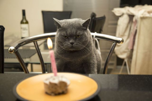 Tiup Lilin Sampai Makan Kue Tar, Begini Meriahnya Pesta Ulang Tahun ala Kucing. Lucu Banget sih!!!