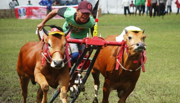 Tanpa Kita Sadari, 5 Perayaan Hura-hura ini Ternyata Justru Menyiksa Hewan. Mau Sampai Kapan?