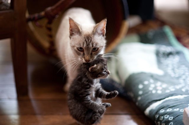 Induk Kucing Memindahkan Anaknya