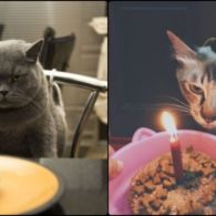 Tiup Lilin Sampai Makan Kue Tar, Begini Meriahnya Pesta Ulang Tahun ala Kucing. Lucu Banget sih!!!