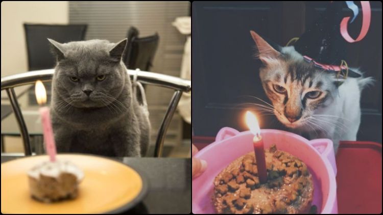 Tiup Lilin Sampai Makan Kue Tar, Begini Meriahnya Pesta Ulang Tahun ala Kucing. Lucu Banget sih!!!