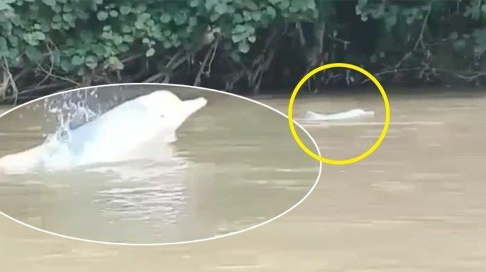 Dua Lumba-lumba Punggung Bungkuk Kesasar di Sungai Kualuh Sumut. Sementara, Diduga Karena Air Pasang