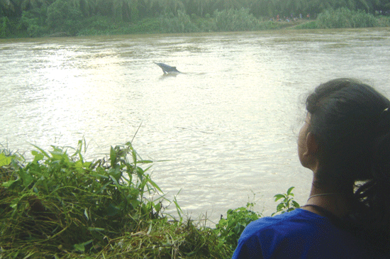 Dua Lumba-lumba Punggung Bungkuk Kesasar di Sungai Kualuh Sumut. Sementara, Diduga Karena Air Pasang