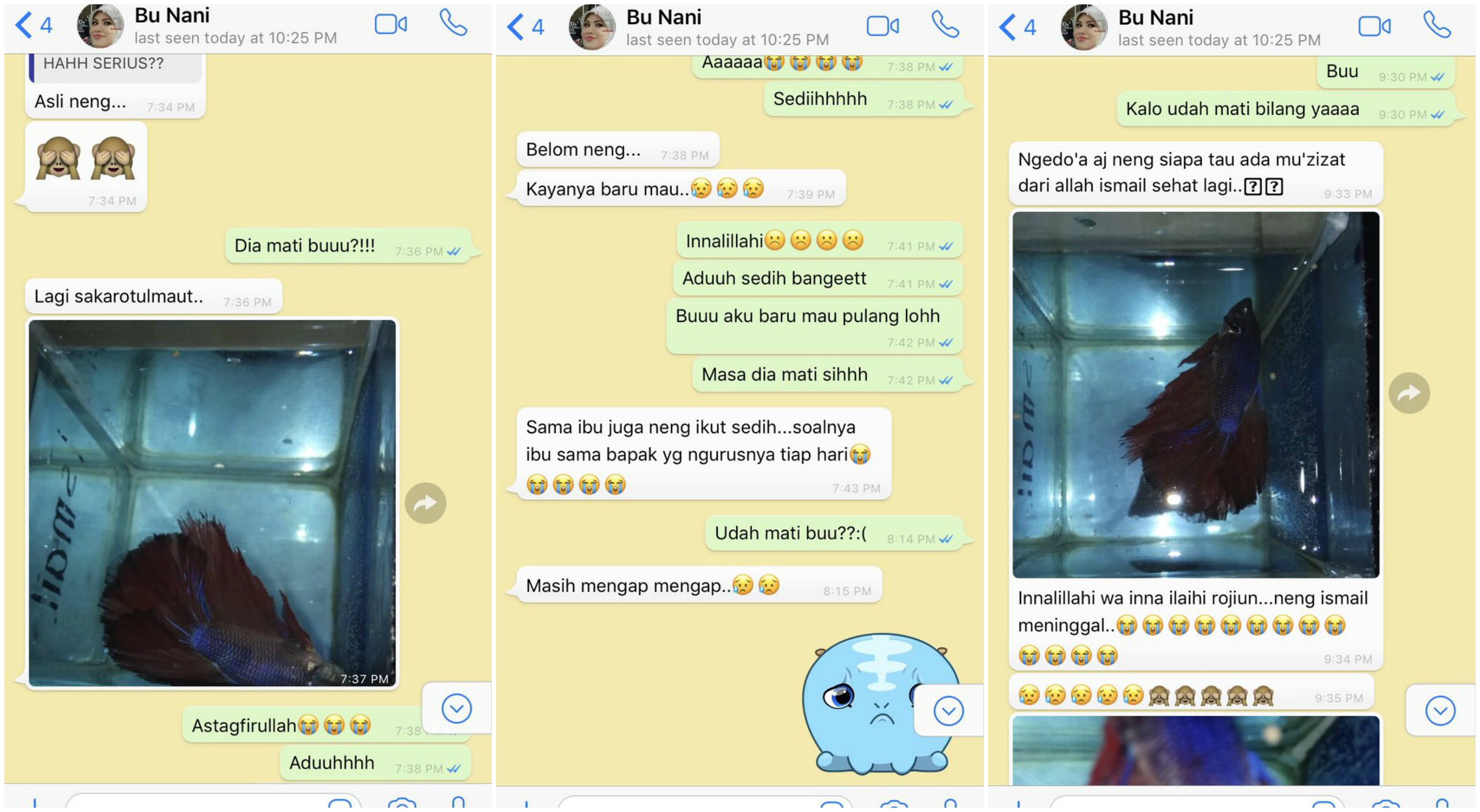 Kabarkan Cupang yang Sekarat, Chat Ibu Kos dan Cewek ini Bukti Level Akrab Mereka Super Mantul!