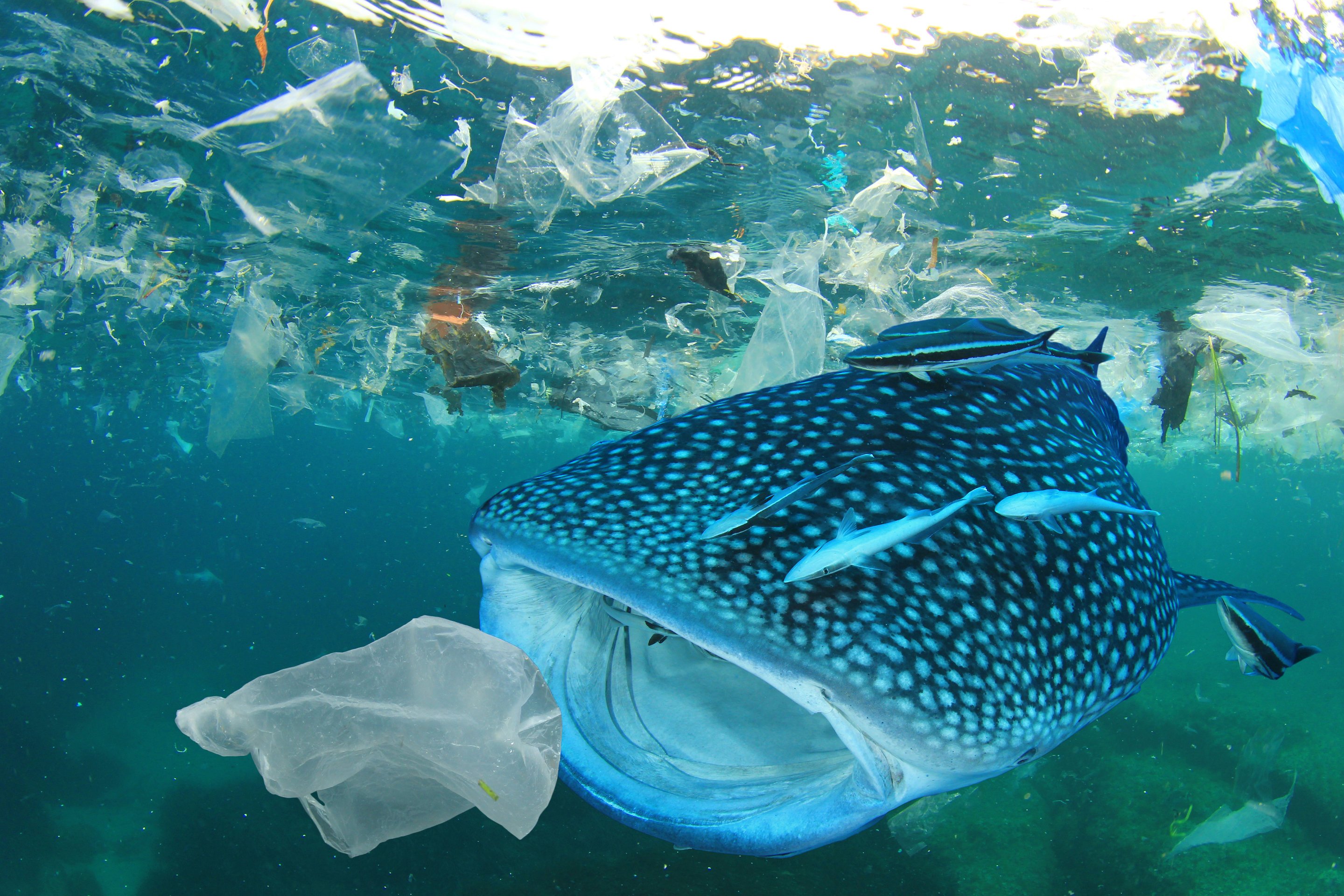 Hewan Makin Sering Tertipu Anggap Plastik Itu Makanan. Kalau Tahu Alasannya, Kamu Akan Miris Sendiri