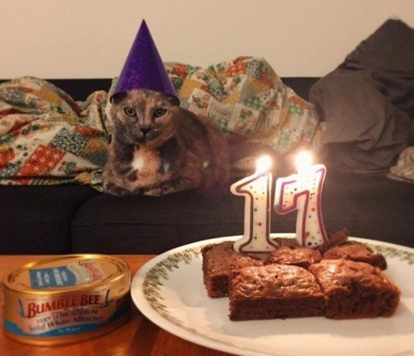 Tiup Lilin Sampai Makan Kue Tar, Begini Meriahnya Pesta Ulang Tahun ala Kucing. Lucu Banget sih!!!