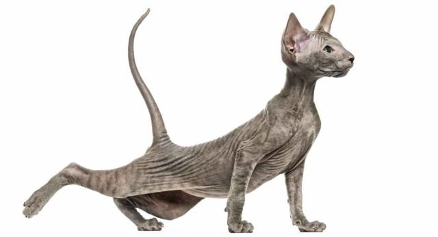 Peterbald Cat