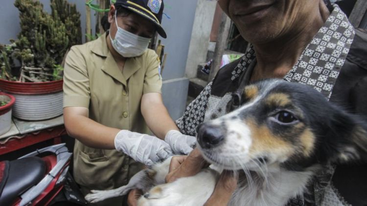 Polemik Razia Kucing dan Anjing Liar di Jakarta. Nasib Hewan Terlantar di Indonesia Masih Memilukan