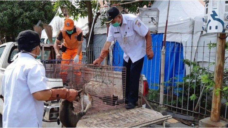 Polemik Razia Kucing dan Anjing Liar di Jakarta. Nasib Hewan Terlantar di Indonesia Masih Memilukan