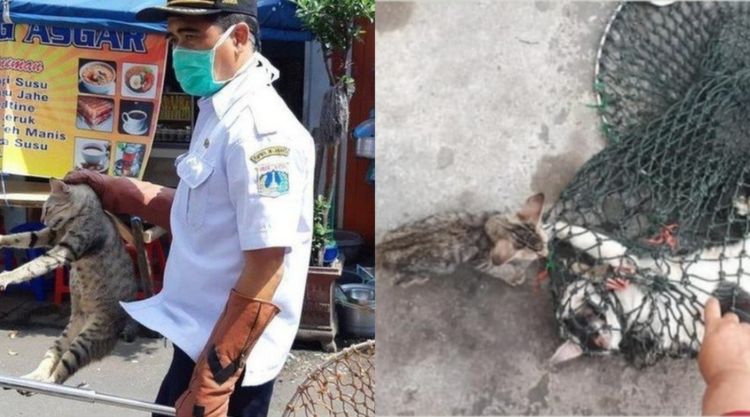 Polemik Razia Kucing dan Anjing Liar di Jakarta. Nasib Hewan Terlantar di Indonesia Masih Memilukan