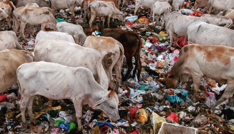 Potret Menyedihkan di Kawatuna Palu: Ribuan Sapi Dibiarkan Makan Sampah Karena Pakan Ternak Mahal