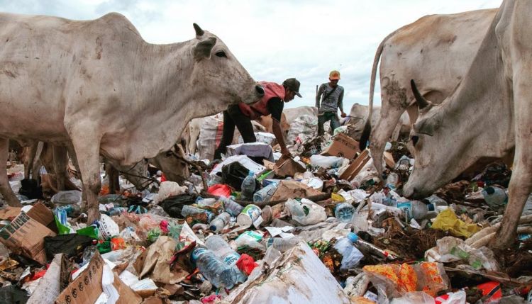 Potret Menyedihkan di Kawatuna Palu: Ribuan Sapi Dibiarkan Makan Sampah Karena Pakan Ternak Mahal