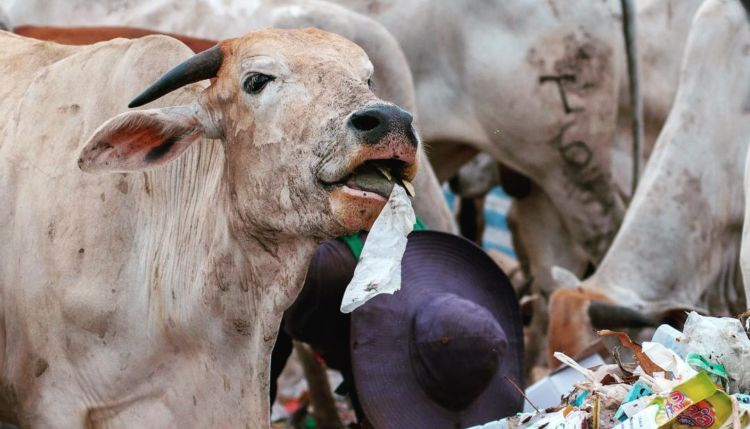 Potret Menyedihkan di Kawatuna Palu: Ribuan Sapi Dibiarkan Makan Sampah Karena Pakan Ternak Mahal